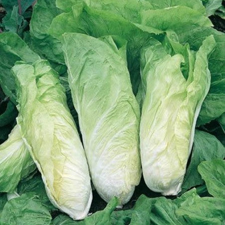 Chicory 'Pan di Zucchero - Sugarloaf'