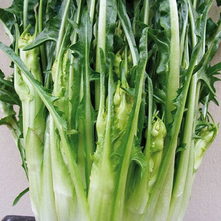 Chicory Barèse Puntarelle Galatina Tardiva