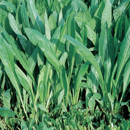 Chicory Leaf 'Da Taglio Spadona'