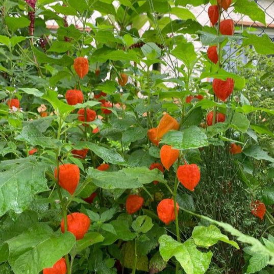 Chinese Lantern Organic 