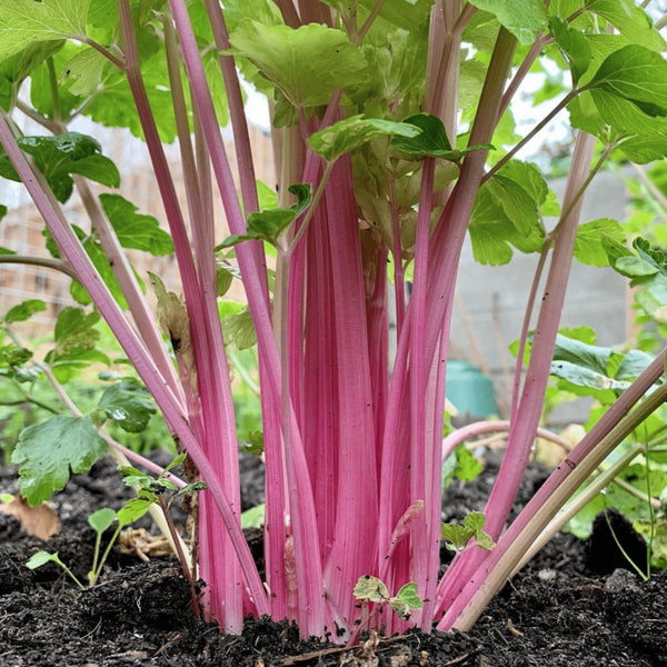 Organic 'Chinese Pink' celery