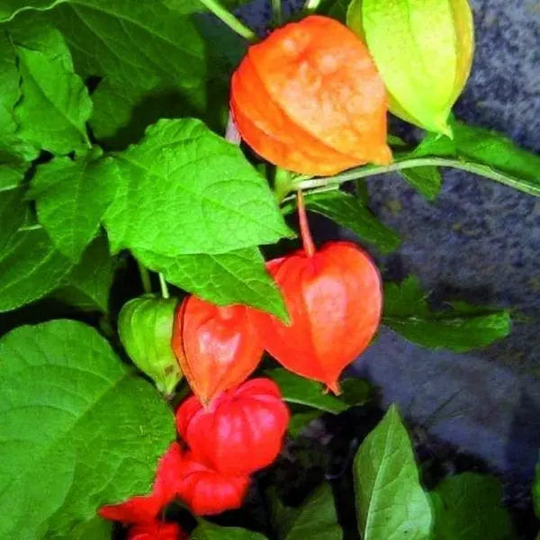 Chinese lantern var franchetti