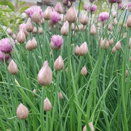 Chives Organic 