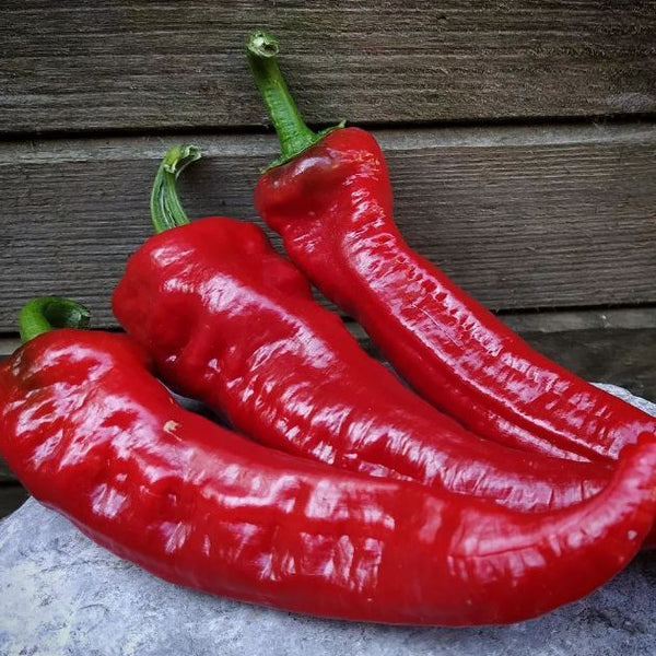 Hot Pepper 'Marona Choricero' organic