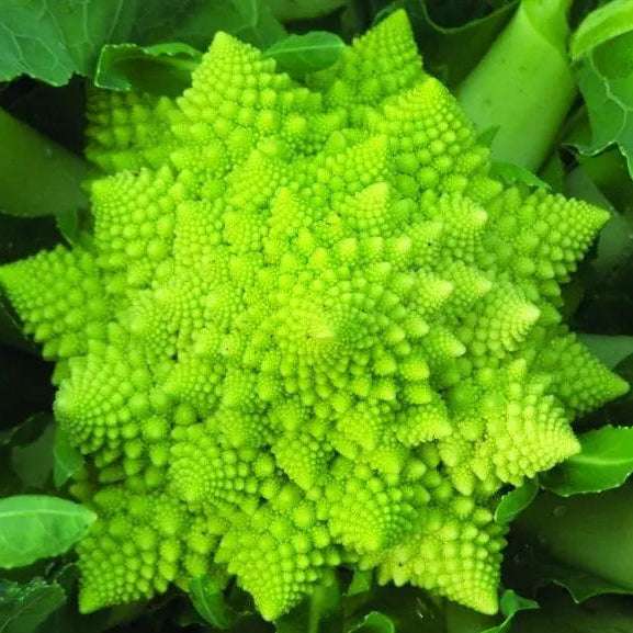 Cauliflower Veronica Y.R. (Romanesco) F1