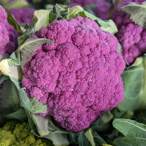 Purple Cauliflower 'Violet San Martino'