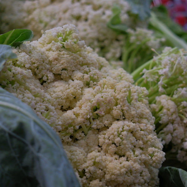 Cauliflower Fioretto 60 F1