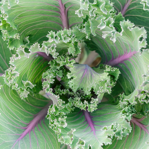 Kale 'Red Russian' (Brassica oleracea)