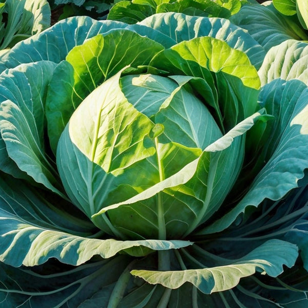 Cabbage 'Copenhagen 2'