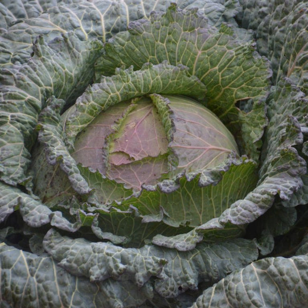 Organic red cabbage 'Milan de Pontoise'