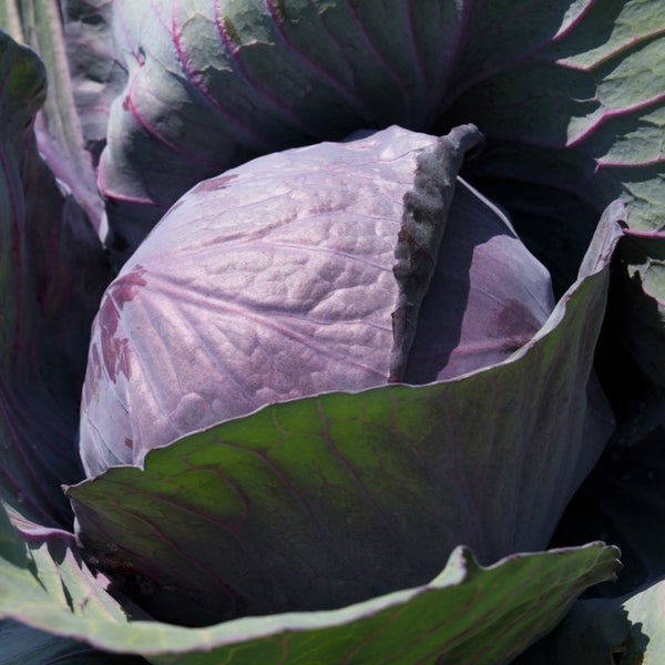 Cabbage Kosaro Y.R. F1