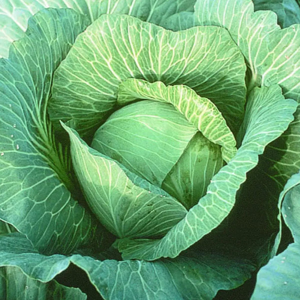 Cabbage Lennox F1