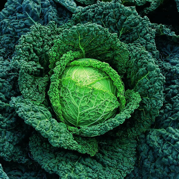 Cabbage Melissa Y.R. F1