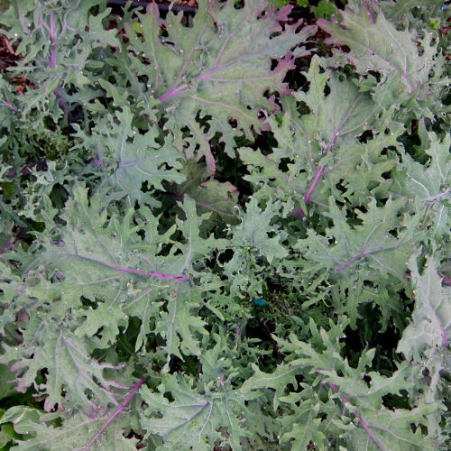 Organic 'Red Ursa' Kale