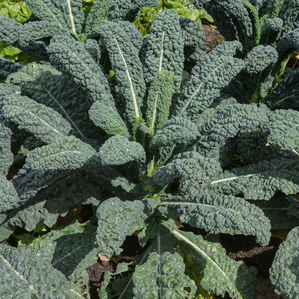 Kale – Palm Toscano