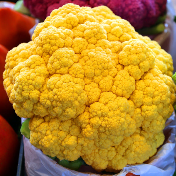 Cauliflower Cheddar Orange F1