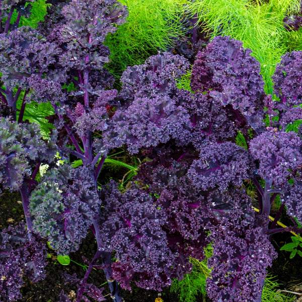 Kale 'Scarlet' organic