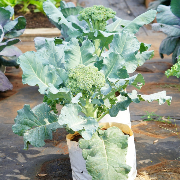 Chou frisé Kale 'Cavolo'