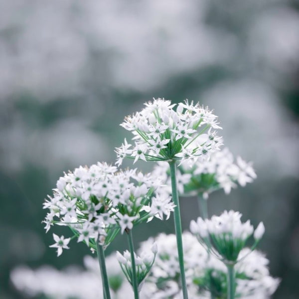 Garlic Chives