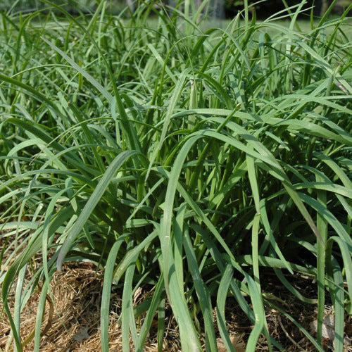 Organic 'Chinese' Chives