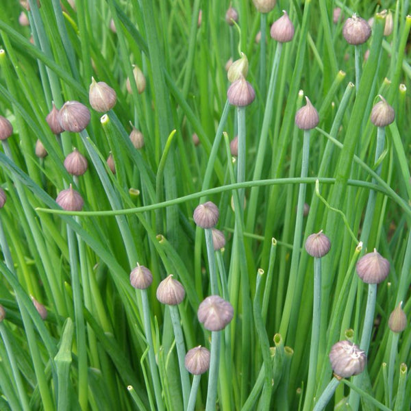 Ciboulette de jardin bio