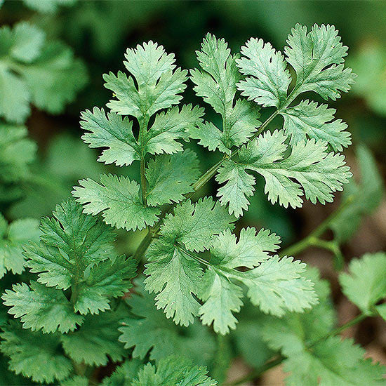 Coriander