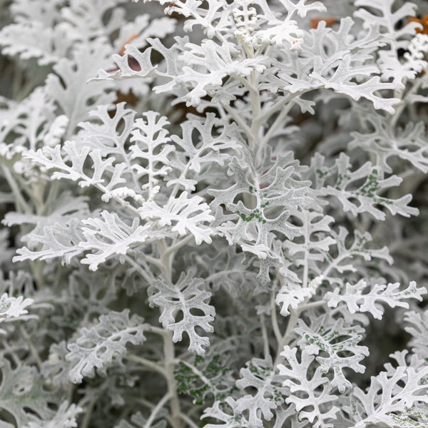 Dusty Miller Silver Dust