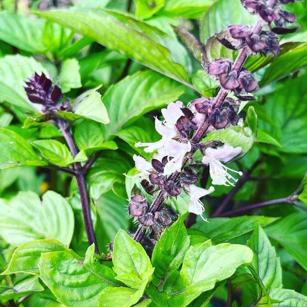 Organic 'Cinnamon' Basil