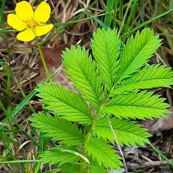 Cinquefoil Organic 