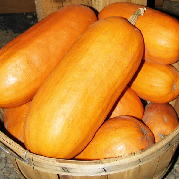 Organic 'Algonquian' Pumpkin