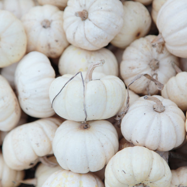 White Pumpkin