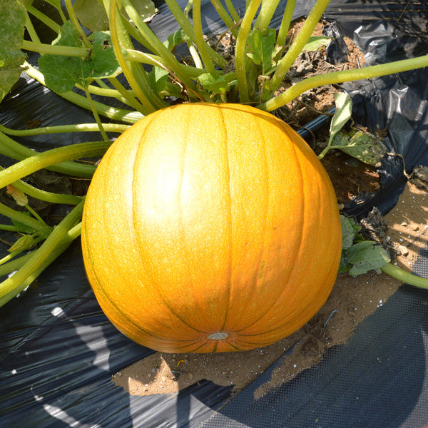 Organic 'Cheyenne Bush' Pumpkin