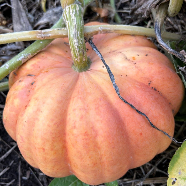 Pumpkin 'Moranga' organic