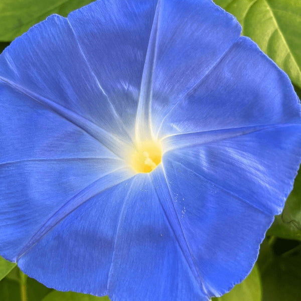 Morning glory 'Clark's Heavenly Blue' organic