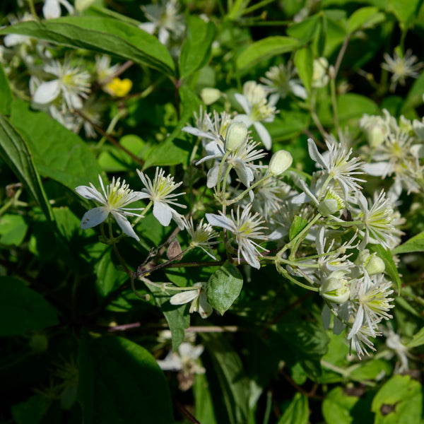 Virginia Virgin’s Bower