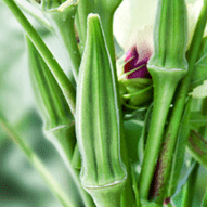 Organic 'Clemson' Okra