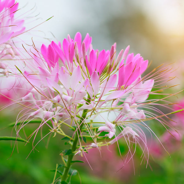 Cleome Sparkler™ 2.0 Blush F1