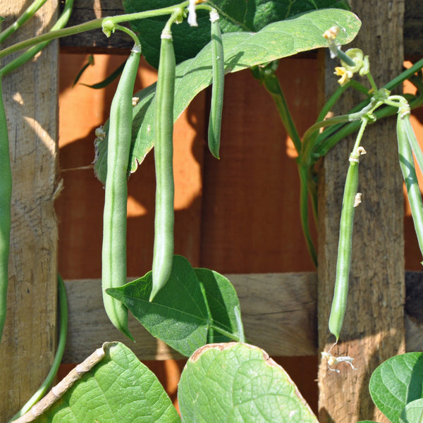 Pole bean Kentucky Blue Green