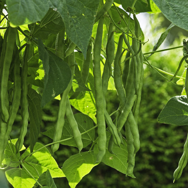 Pole Bean 'Neckarkonigin'