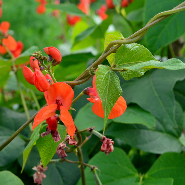 Pole Bean 'Scarlet Runner'