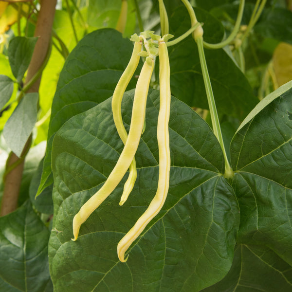 Yellow Pole Bean