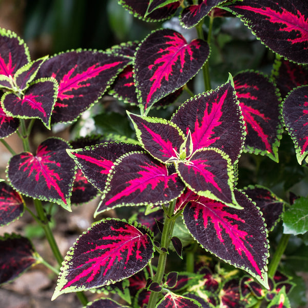 Coleus Premium Sun Chocolate Covered Cherry