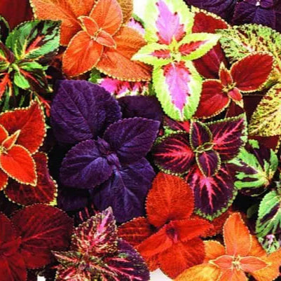 Coleus Giant Exhibition™ Mix