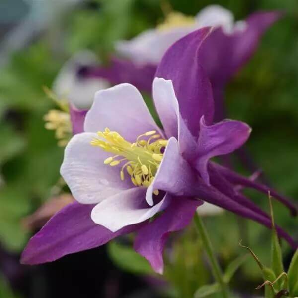 Ancolie violette et blanche 'Earlybird'