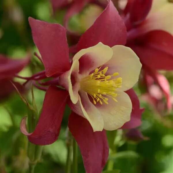 Ancolie rouge et Jaune 'Earlybird'