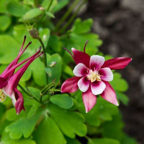 Organic columbine