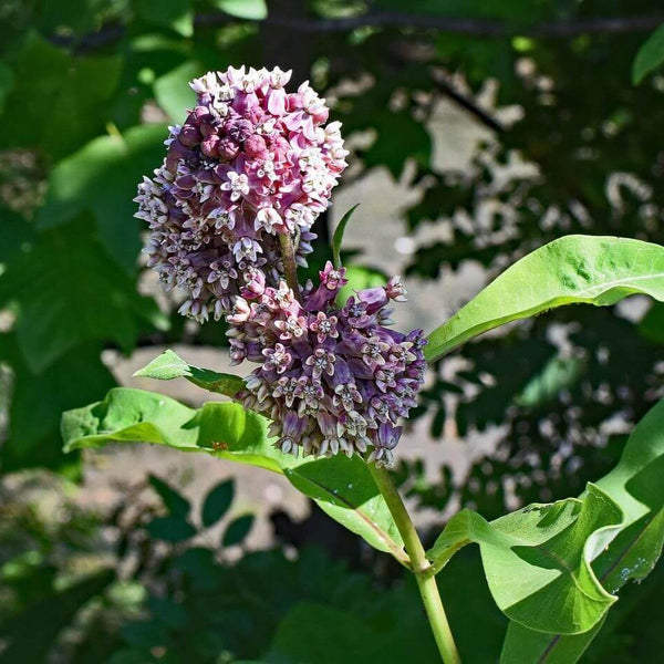 Common Milkweed