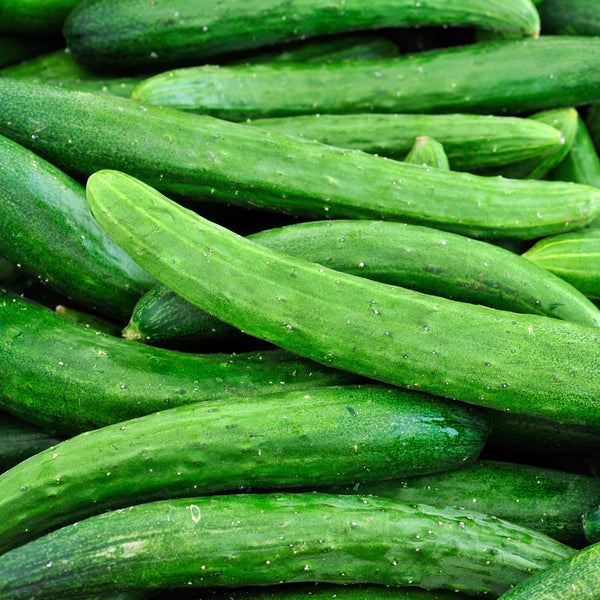 Cucumber Burpless English organic