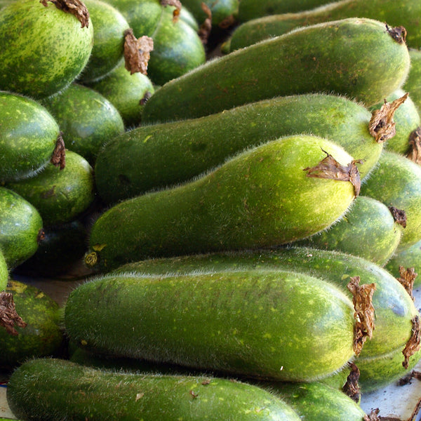 Cucumber 'Carosello di Polignano'