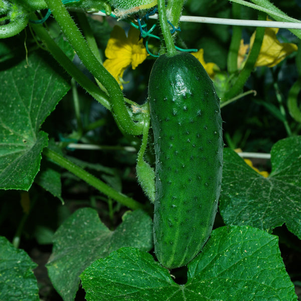  Cucumber 'Cool Customer' ( Cucumis sativus)